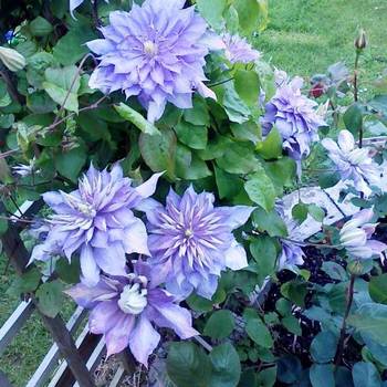 Клематис ‘Countess Of Lovelace’ (Clematis ‘Countess Of Lovelace’)